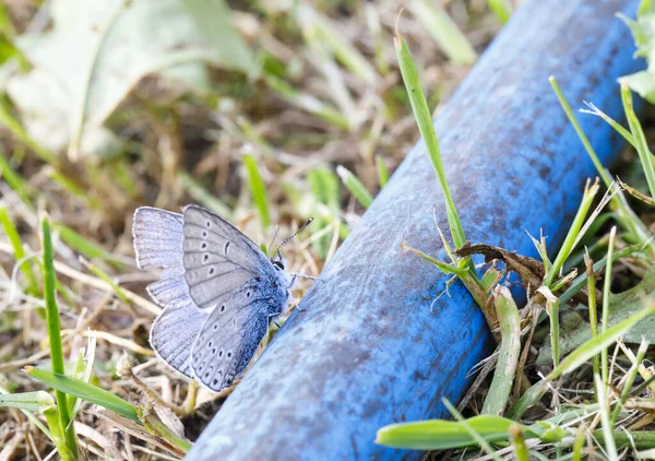 Blue butterfly on a blue water pipe — Stock Photo, Image