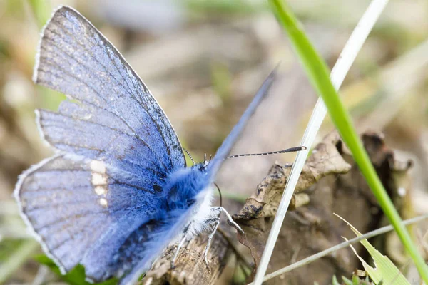 Liten blå fjäril närbild — Stockfoto