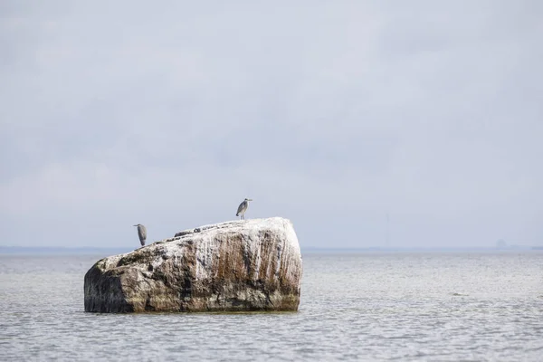 Heron fågel på en stor klippa i havet — Stockfoto