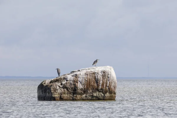 Oiseau héron sur un grand rocher en mer — Photo