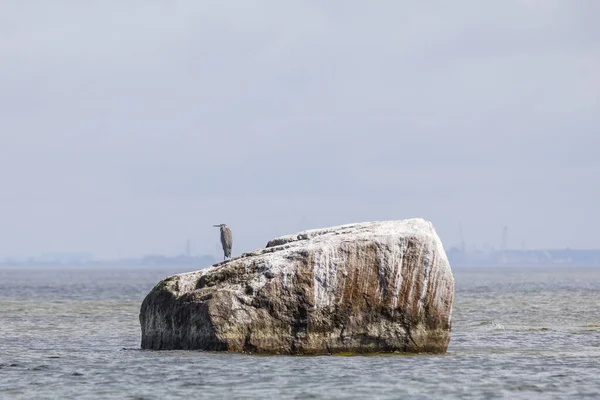 Pássaro de garça em uma grande rocha no mar — Fotografia de Stock