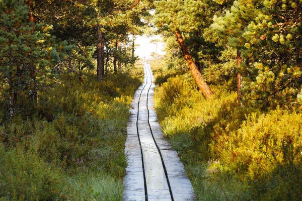 Long boardwalk through pine tree forest — Stock Photo, Image