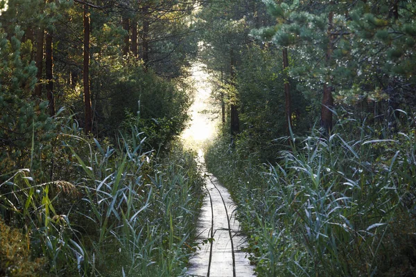 Lång gångstig genom skog i Estland — Stockfoto