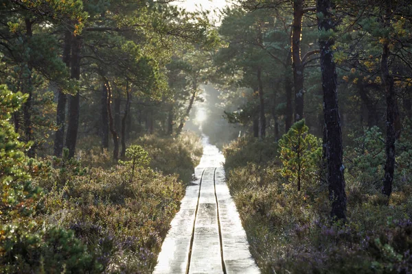 Hosszú gyalogút az erdőn keresztül Észtországban — Stock Fotó