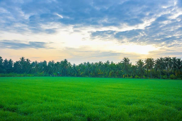 Câmp Porumb Dimineața Thailanda Frumos Câmp Porumb Verde Fundal Cer — Fotografie, imagine de stoc