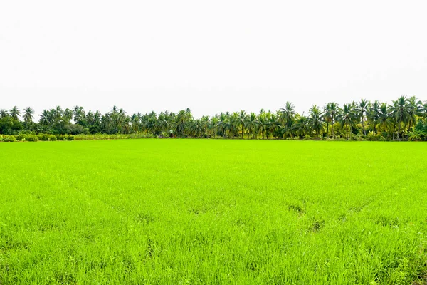 Câmp Porumb Dimineața Thailanda Frumos Câmp Porumb Verde Fundal Cer — Fotografie, imagine de stoc