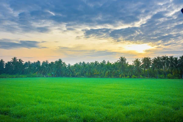 Câmp Porumb Dimineața Thailanda Frumos Câmp Porumb Verde Fundal Cer — Fotografie, imagine de stoc