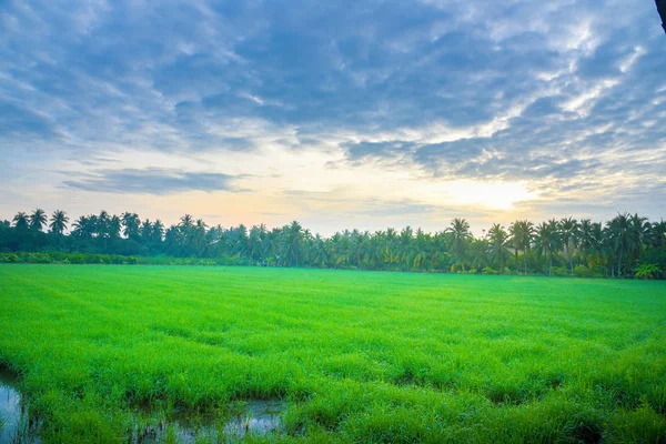 Câmp Porumb Dimineața Thailanda Frumos Câmp Porumb Verde Fundal Cer — Fotografie, imagine de stoc