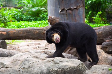 Bir boz ayı hayvanat bahçesinde. Büyük boz ayı. Bir kayanın üzerinde ayı yürüyüş.