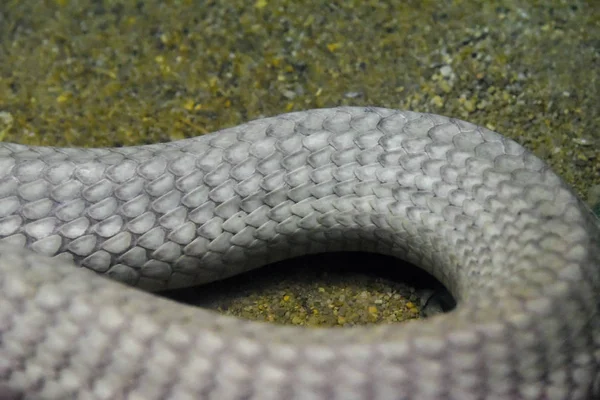 Cobra Sul Ásia Szoo Tailândia — Fotografia de Stock