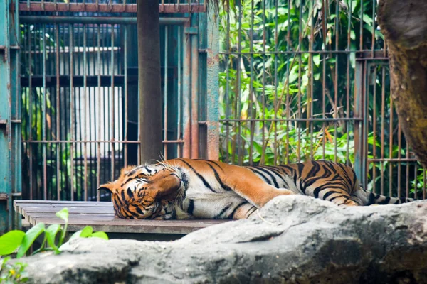 Tiger Sleeping Rocks Zoo Thailand — Stock Photo, Image