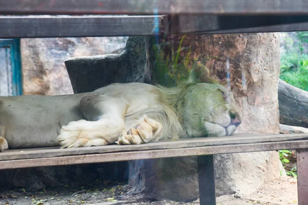 White Lion Sover Stenar Zoo Thailand — Stockfoto