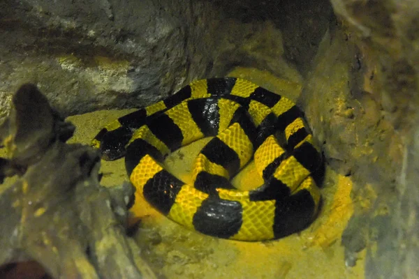 Triangle snake in water in zoo at thailand