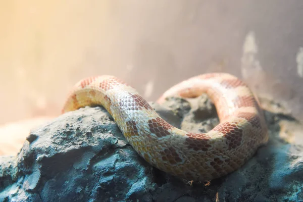 Triangle snake in water in zoo at thailand