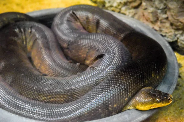 Grüne Anakonda Schlange Zoo Von Thailand — Stockfoto