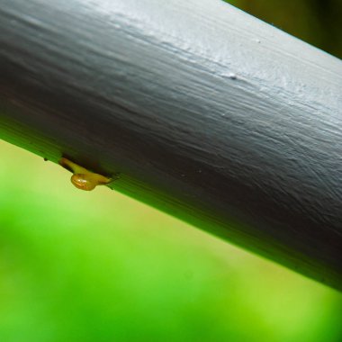 Salyangoz bahçede tel üzerinde. 