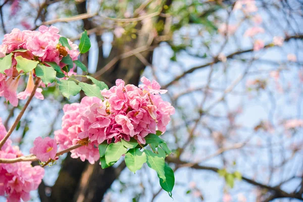 粉红花在泰国的香便潘蒂普花 泰国樱花与甜美的背景 — 图库照片