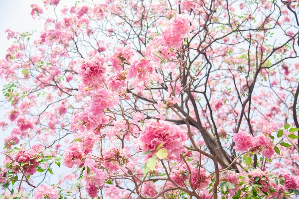 Flor Rosa Chompoo Pantip Flor Tailandia Sakura Tailandés Con Fondo —  Fotos de Stock