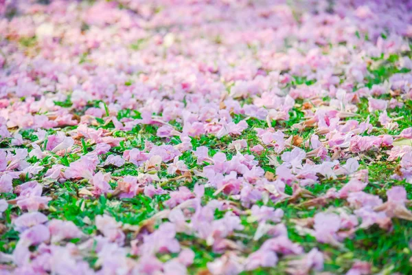 Rózsaszín Virág Riportok Pantip Blossom Thaiföldön Thai Sakura Édes Háttérrel — Stock Fotó