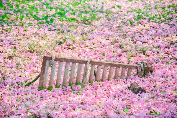 Różowy Kwiat Kwitnąć Chompoo Pantip Tajlandii Tajskie Sakura Słodki Tło — Zdjęcie stockowe