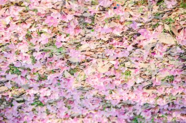 Pembe çiçek Tayland, Tayland sakura tatlı arka plan, arka plan ile Chompoo Odalar çiçeği