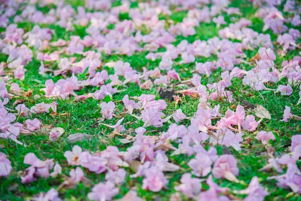 Rózsaszín Virág Riportok Pantip Blossom Thaiföldön Thai Sakura Édes Háttérrel — Stock Fotó