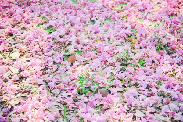 Rózsaszín Virág Riportok Pantip Blossom Thaiföldön Thai Sakura Édes Háttérrel — Stock Fotó