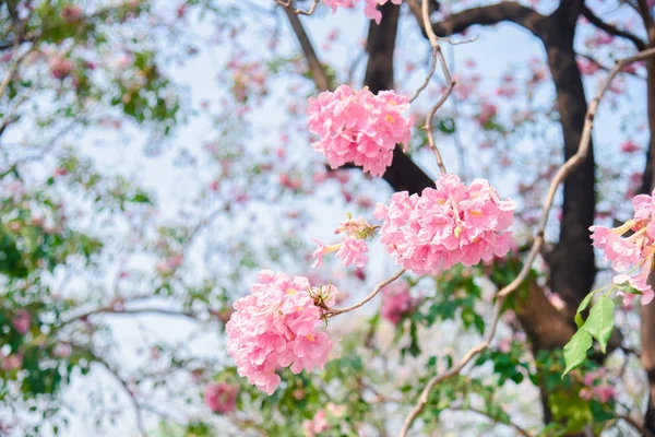 Fleur Rose Chompooing Pantip Fleur Thaïlande Sakura Thaïlandais Avec Fond — Photo