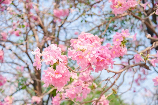 Chompoo パンティップ 甘いの背景色 背景とタイの桜の花のピンクの花 — ストック写真