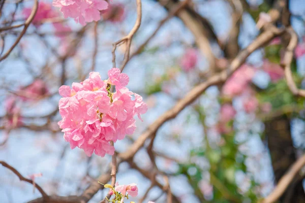 粉红花在泰国的香便潘蒂普花 泰国樱花与甜美的背景 — 图库照片