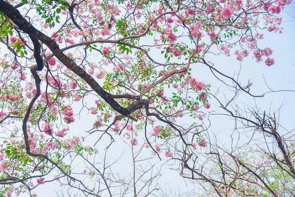 Rosa Blomma Chompoo Pantip Blomning Thailand Thailändska Sakura Med Söta — Stockfoto