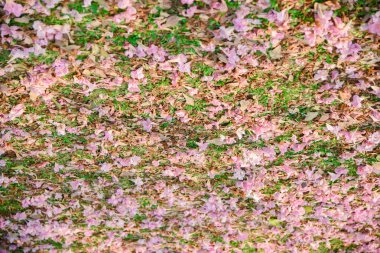 Peynir topları, ekmekli mozzarella peynir topları WHI domates ile