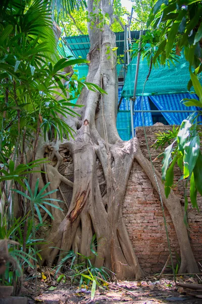 tree roots , Texture and layer of roots in Thailand