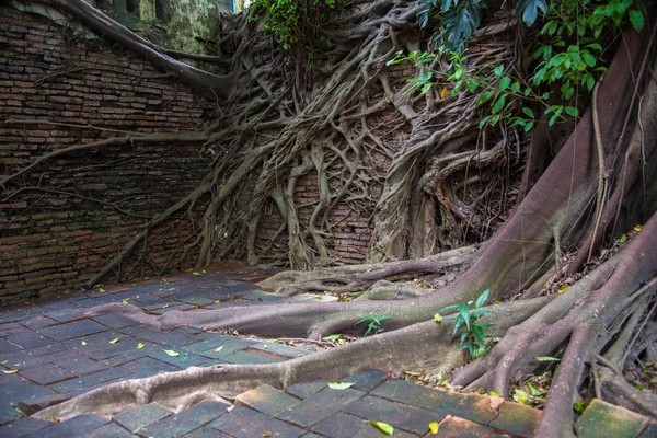 tree roots , Texture and layer of roots in Thailand