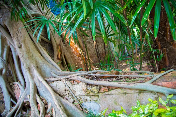tree roots , Texture and layer of roots in Thailand