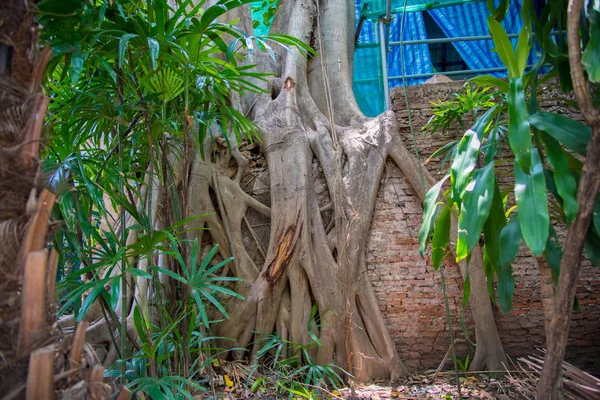 Raízes Árvores Textura Camada Raízes Tailândia — Fotografia de Stock