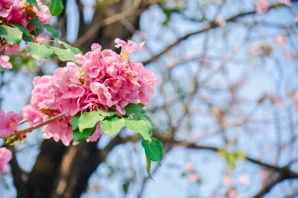 Fleur Rose Chompooing Pantip Fleur Thaïlande Sakura Thaïlandais Avec Fond — Photo