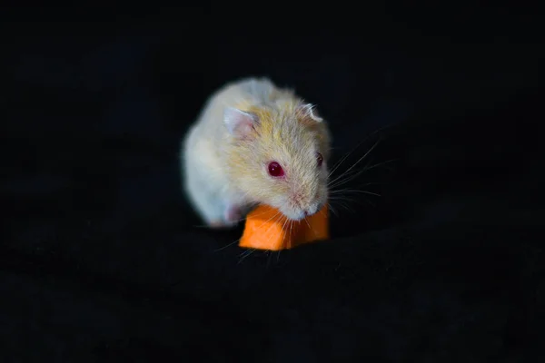 Hamster Sevimli Egzotik Kırmızı Gözlü Yeme Havuç Siyah Arka Plan — Stok fotoğraf