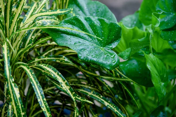 Druppel Water Een Groen Blad Een Tuin Natuurlijke Achtergrond Verse — Stockfoto