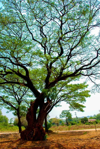 Árvore Gigante Com Mais Cem Anos Kanchanaburi Tailândia — Fotografia de Stock