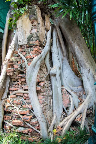 Raízes Árvores Textura Camada Raízes Tailândia — Fotografia de Stock