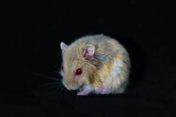 Hamster Cute Exotic Red-eyed Isolated on Black Background , Cute funny Syrian hamster , Pet health care