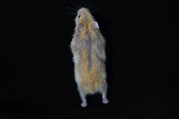 Hamster Sevimli Egzotik Kırmızı Gözlü Siyah Arka Plan Izole Sevimli — Stok fotoğraf