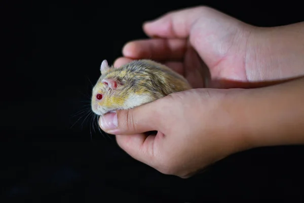 Elinde Hamster Tatlısı Egzotik Kırmızı Gözlü Siyah Arka Planda Izole — Stok fotoğraf