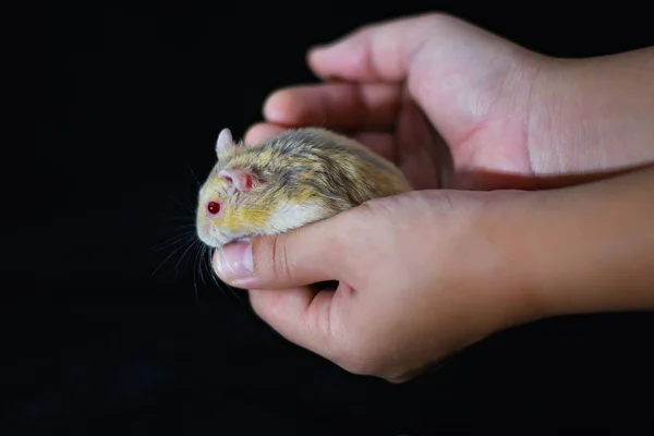 Criceto Carino Dagli Occhi Rossi Esotici Mano Isolato Sfondo Nero — Foto Stock