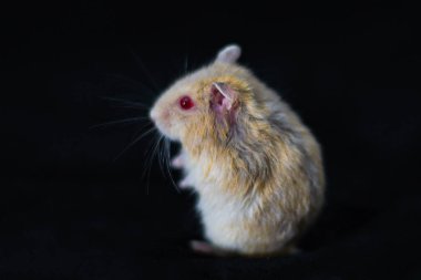 Hamster Sevimli Egzotik Kırmızı gözlü Siyah Arka Plan izole , Sevimli komik Suriye hamster , Pet sağlık