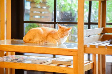 Kedi evde uyumaya çalışıyor, hayvan konsepti.