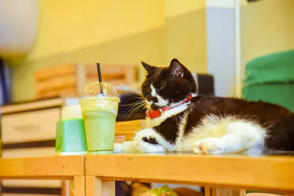 Schwarze Katze Entspannt Ein Zuhause Wohnzimmer Schöne Katze Hause — Stockfoto