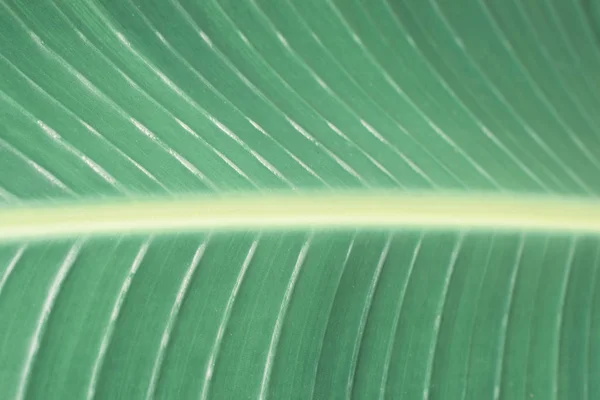 Tropisch groene blad close-up, textuur, abstracte achtergrond. Toned — Stockfoto