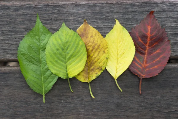 Folhas de outono multicoloridas em um fundo de madeira — Fotografia de Stock